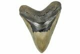 Serrated, Fossil Megalodon Tooth - North Carolina #299061-1